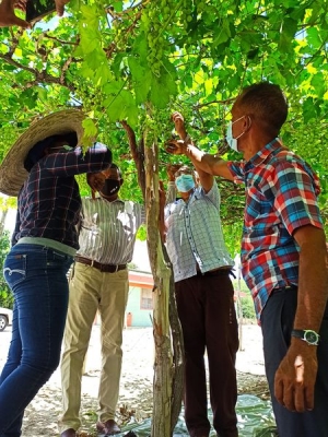 Visita del Director del Instituto Nacional de la Uva (INUVA), Ing. José Antonio Santos Manzueta y parte de su equipo técnico al proyecto de uvas Red Globe Jumer SLR, del Ing. julio Mercedes Vásquez (Jumer).