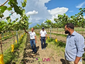 Seguimiento a plantación de uvas en Pedro Corto, San Juan de la Maguana.