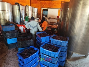 Recepción de producción vitícola de la vendimia 2025.