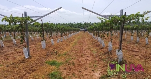 Supervisión a viñedo en Guayubín, prov. Montecristi.